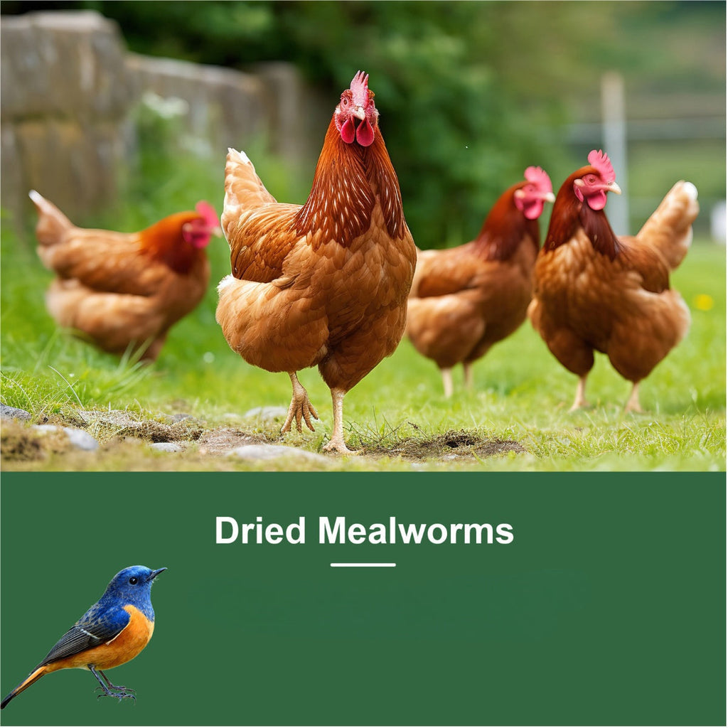 Dried Mealworms for Chickens, Wild Birds, and Ducks – High-Protein Natural Pet Food for Hens, Turtles, Fish, Lizards, and Hamsters, Non-GMO Dried Insect Animal Feed, Multiple Sizes 0.6–40 lbs