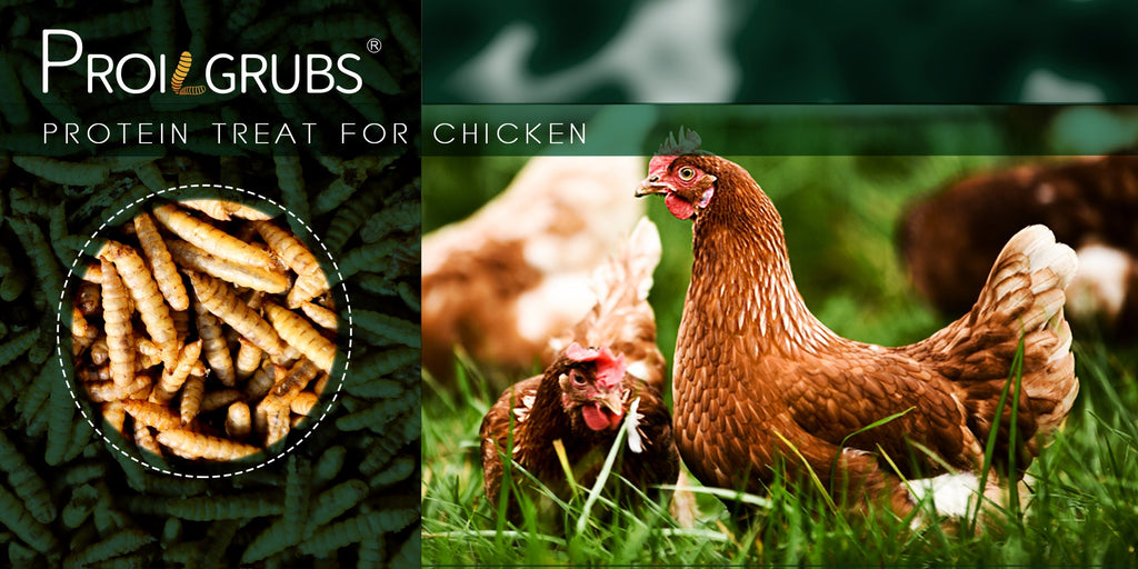 PROILGRUBS Dried Black Soldier Fly Larvae Chicken Treats – Non-GMO High-Protein Egg & Flock Builder, Stronger Eggshells & Feather Growth for Layers, Broilers, and Chicks, 5 to 33 LB Bulk Bags