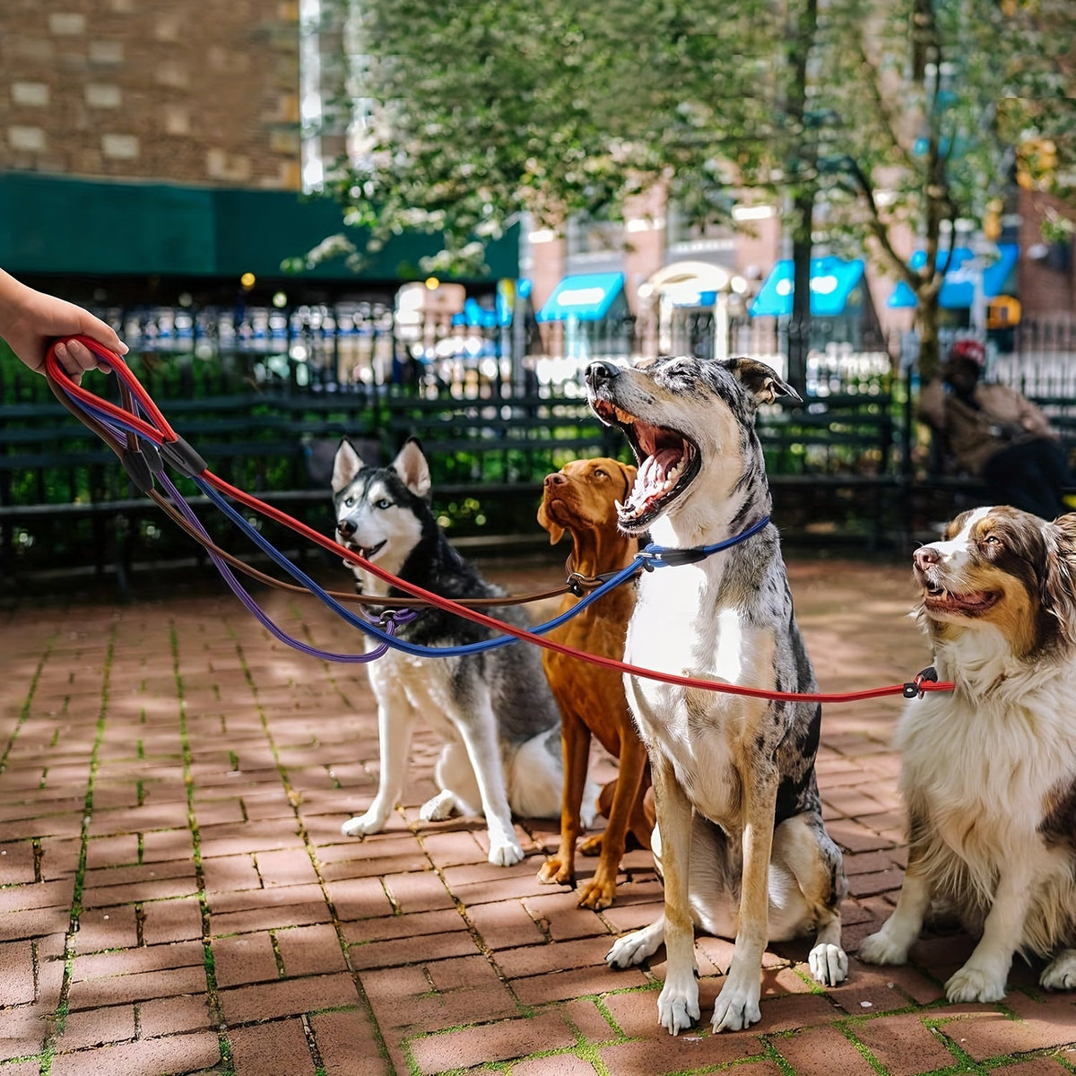 5-Pack Slip Lead Dog Leash - Nylon Rope Training Leads for Dogs of All Sizes, Durable Strong Dog Training Leash Set for Puppy, Small, Medium, and Large Dogs, Vet & Shelter Favorite