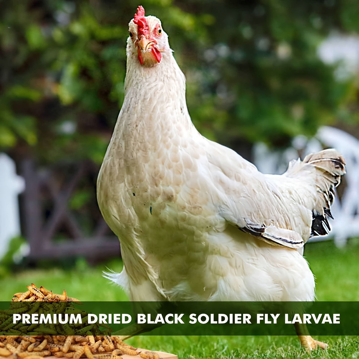 PROILGRUBS Dried Black Soldier Fly Larvae Chicken Treats – Non-GMO High-Protein Egg & Flock Builder, Stronger Eggshells & Feather Growth for Layers, Broilers, and Chicks, 5 to 33 LB Bulk Bags