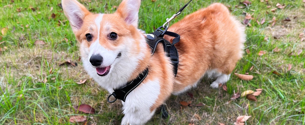 No-Pull Dog Harness and Leash Set – Adjustable Reflective Oxford Vest Harness with 5-Foot Padded Handle Leash for Medium to Large Dogs, Quick-Release Buckles, Sizes S-XL, 5 Colors