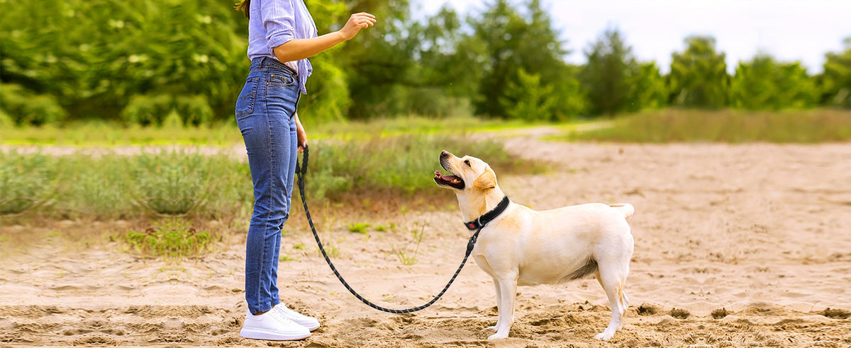 No-Pull Dog Harness and Leash Set – Adjustable Reflective Oxford Vest Harness with 5-Foot Padded Handle Leash for Medium to Large Dogs, Quick-Release Buckles, Sizes S-XL, 5 Colors